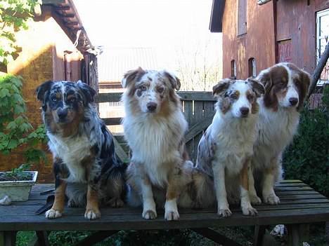 Australian shepherd Onedis Oden  - Holger - Shkhan - Vilya og Oden billede 12