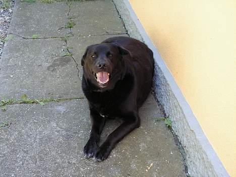 Blanding af racer Møffe - Sommeren 2006- på freie på Ærø billede 1