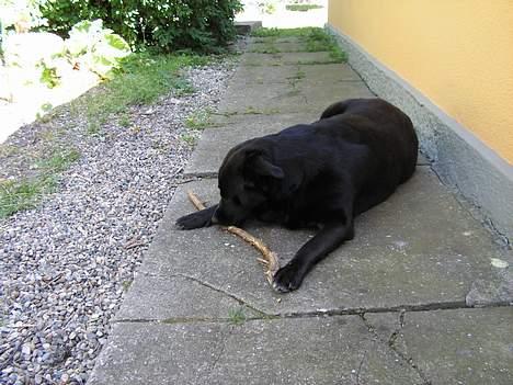 Blanding af racer Møffe - Sommeren 2006- på freie på Ærø  billede 2
