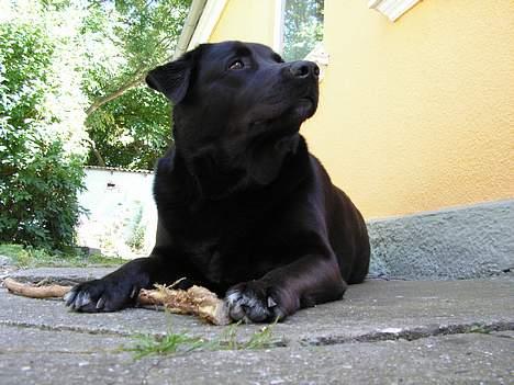 Blanding af racer Møffe - Sommeren 2006- på freie på Ærø billede 3