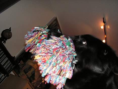 Blanding af racer Møffe - Jeg er VILD! & det er bare SÅÅÅÅÅ sjovt. billede 7