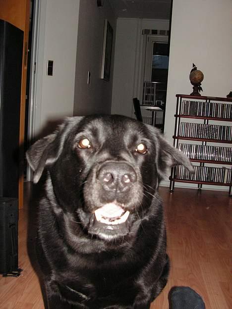 Blanding af racer Møffe - Jeg er SÅ glad at jeg smiler. billede 8