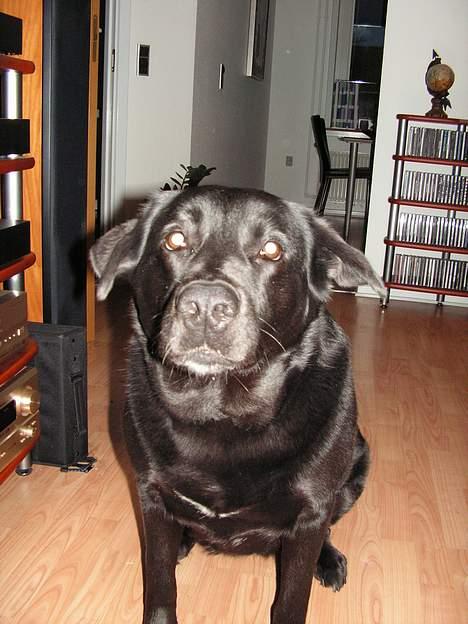 Blanding af racer Møffe - Satdigvæk glad billede 9