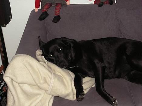 Blanding af racer Møffe - Er lige ved  at falde i søvn... gaaab billede 10