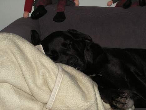 Blanding af racer Møffe - SÅ træt, jeg er helt i min egen drømmeverden.. ZzZzZzzzz... billede 11