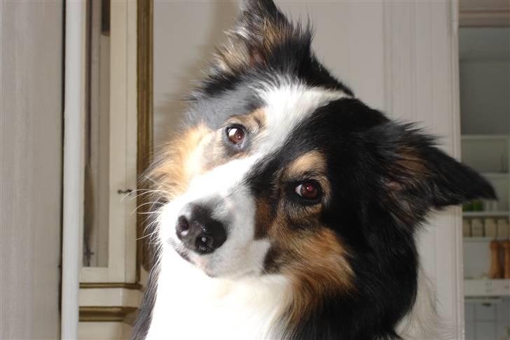 Border collie Darwin billede 1