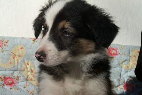 Border collie Darwin billede 2