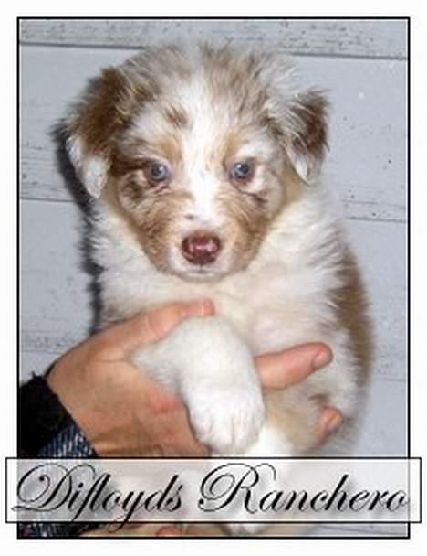 Australian shepherd Difloyds Ranchero - Shkhan lige inden vi hentede ham hjem fra Sverige billede 12