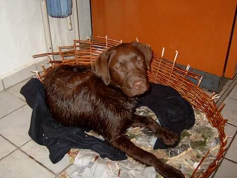 Labrador retriever <3Ganto<3 *Død* - har lige vært i bad. ( og det kunne jeg ikke lide) :) billede 15