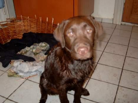 Labrador retriever <3Ganto<3 *Død* - se lige så våd jeg er..:( (dumme far) :) billede 16