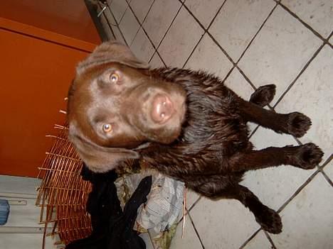 Labrador retriever <3Ganto<3 *Død* billede 17