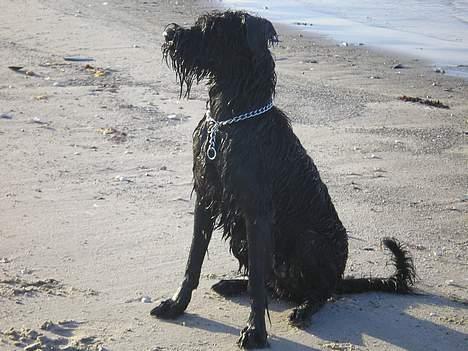 Riesenschnauzer Fanta - første gang ved stranden :-) hehe billede 13