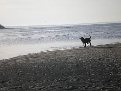 Riesenschnauzer Fanta - jeg har besat stranden :-) billede 16