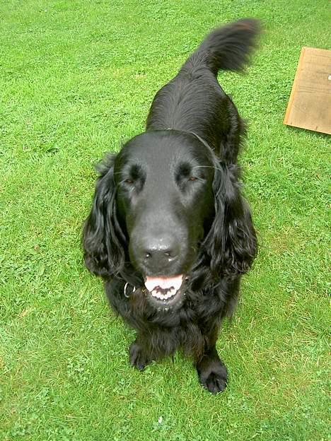 Flat coated retriever † Aladin - RIP † billede 2