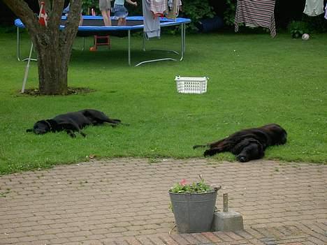 Flat coated retriever † Aladin - RIP † - total afslappet, sammen med Samson billede 3