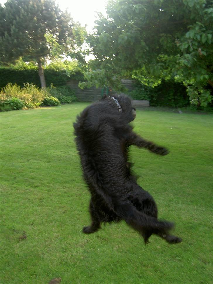 Flat coated retriever † Aladin - RIP † - Hvem siger hunde ik´ ka´ være en ninja? for Aladin er udlært i kararte, se lige hans spark  billede 4