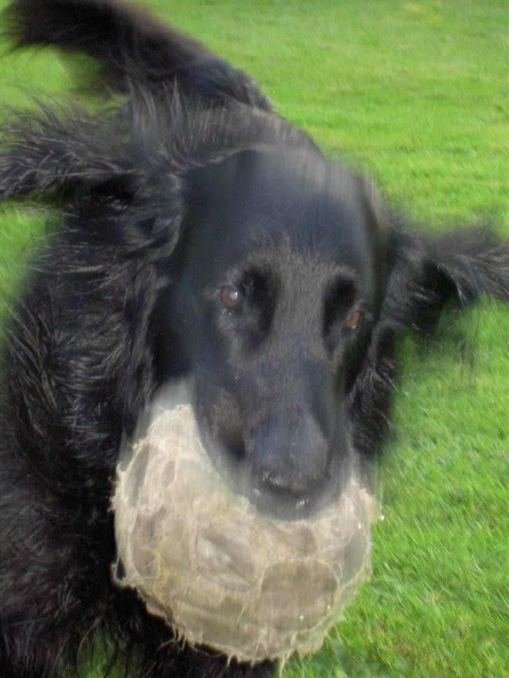 Flat coated retriever † Aladin - RIP † - I fuld fart frem billede 5