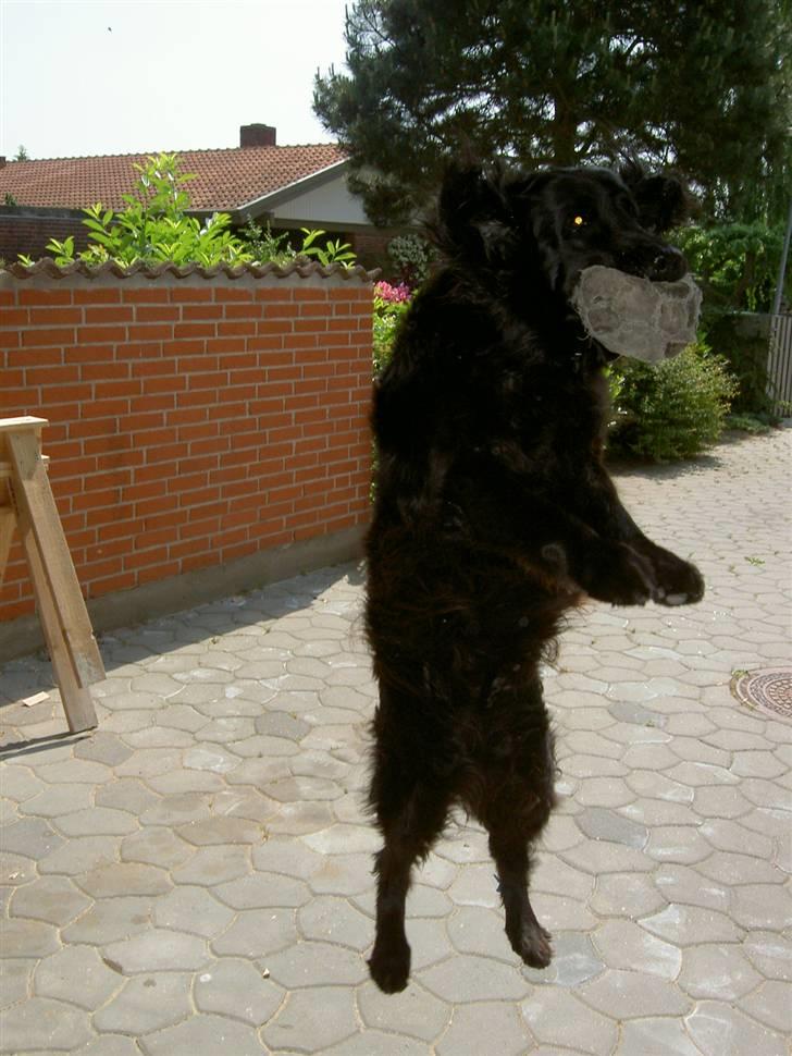 Flat coated retriever † Aladin - RIP † - Menneskehunden  billede 6