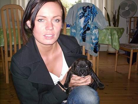 Staffordshire bull terrier shiva billede 1