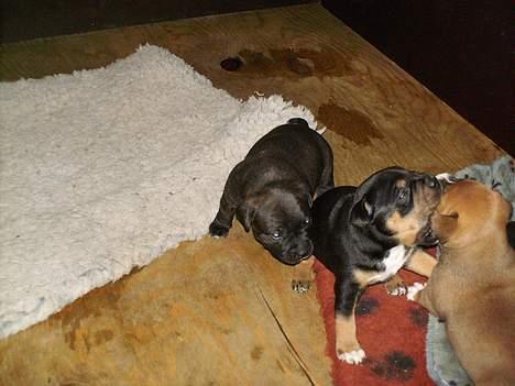 Staffordshire bull terrier shiva billede 2