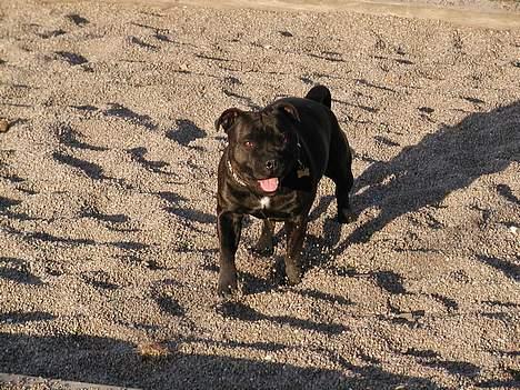 Staffordshire bull terrier Karma - Prinsesse Karma billede 6