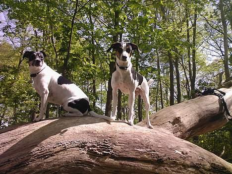 Dansk svensk gaardhund - Freja "Futte" - Freja til venstre og Coco til højre...  billede 11