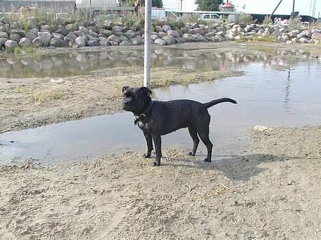 Staffordshire bull terrier Karma billede 7