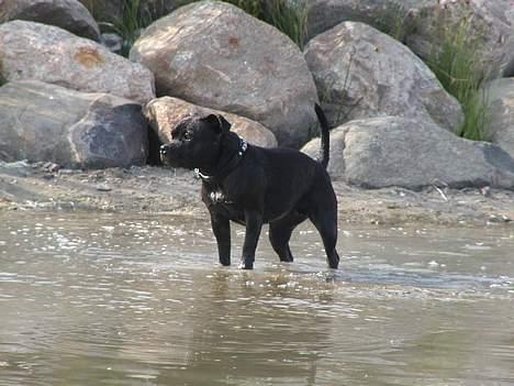 Staffordshire bull terrier Karma billede 8