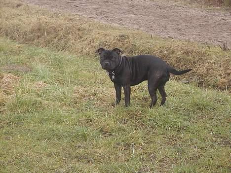 Staffordshire bull terrier Karma billede 9