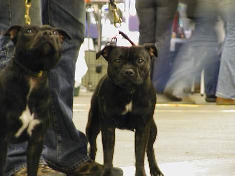 Staffordshire bull terrier Karma billede 10