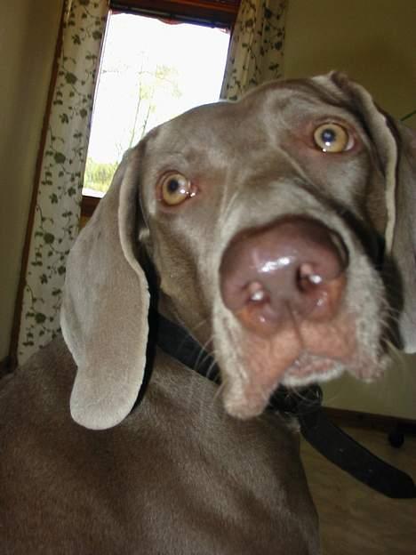 Weimaraner Natacha - 2008 billede 15