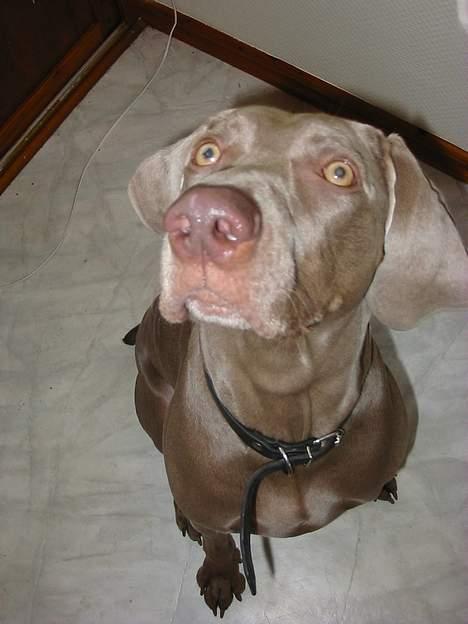 Weimaraner Natacha - 2008 billede 16