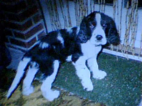 Cocker spaniel Tarzan  gevet tilbage :'( - Tarzan den lille gavtyv<33 billede 1