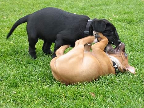 Staffordshire bull terrier ENVY - mig og soffy battler lige hinanden i kgs have.... billede 17