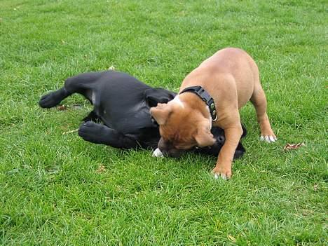 Staffordshire bull terrier ENVY - jeg vandt.... hiihiiii billede 18