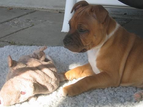 Staffordshire bull terrier ENVY billede 19