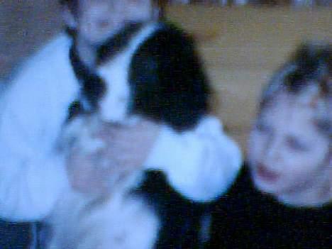 Cocker spaniel Tarzan  gevet tilbage :'( billede 2