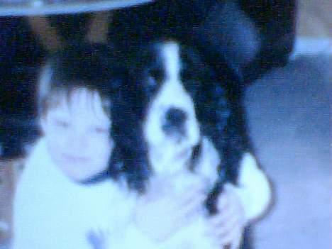 Cocker spaniel Tarzan  gevet tilbage :'( billede 3