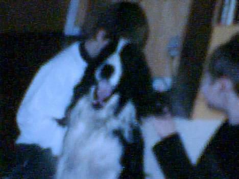 Cocker spaniel Tarzan  gevet tilbage :'( billede 4