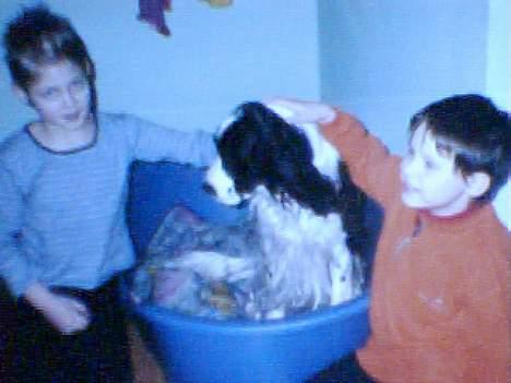 Cocker spaniel Tarzan  gevet tilbage :'( billede 5