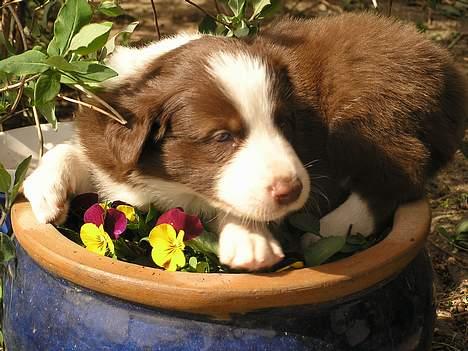 Border collie Asasara Du Er Prima - Skønne Prima elsker blomster billede 1