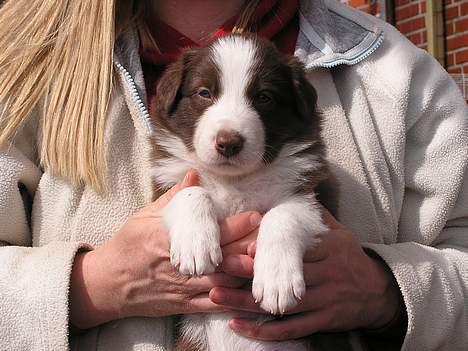 Border collie Asasara Du Er Prima billede 2