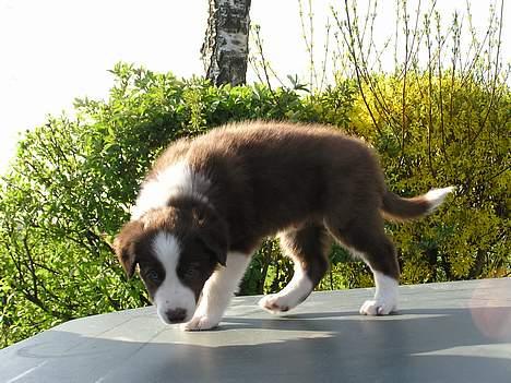 Border collie Asasara Du Er Prima billede 3