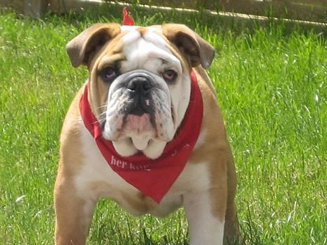Engelsk bulldog Gordon - er jeg ikke skøn...5mdr billede 1
