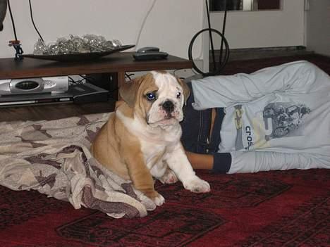 Engelsk bulldog Gordon - Her sidder jeg så og spekulere over mit nye hjem i harlev, tror det bliver super dejligt billede 2