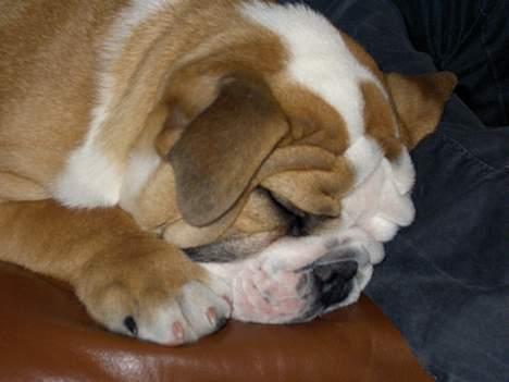 Engelsk bulldog Gordon - Så blev jeg godtnok træt....nat nat billede 3