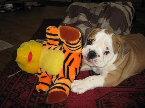 Engelsk bulldog Gordon - Det er min ven slemme bamse. billede 4