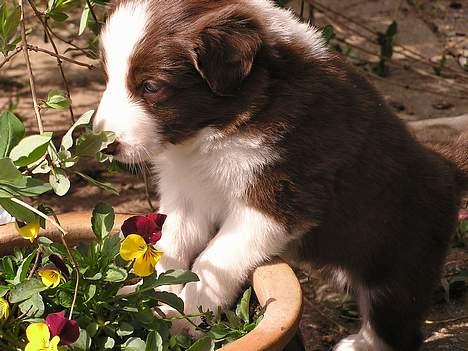 Border collie Asasara Du Er Prima billede 4