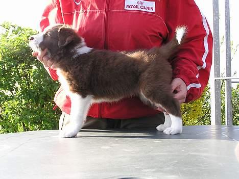 Border collie Asasara Du Er Prima - 6 uger gammel billede 5