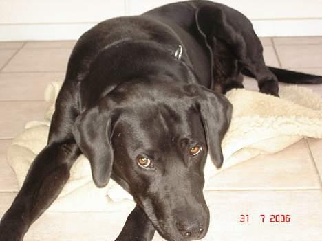 Labrador retriever Rollo - Rollo der ligge på sit tæppe ude i gangen billede 1